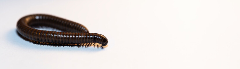 Black millipede. Julida is an ordermillipedes. Place for the label.