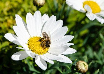 bee collecting chamomile nectar close-up in summer