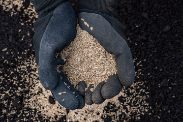 Photograph of a handfull of organic tall fescue grass seed over soil