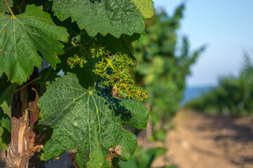 Young flowering vineyard