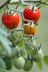Tomatenrispe