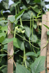 Cowpeas and leaves growing on bamboo fences