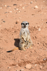 Meerkat on guard