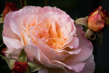 Rose - anmutige Rosenblüte mit Rosenknospen