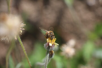 beautiful bee