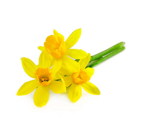 Beautiful yellow daffodils isolated on a white background.