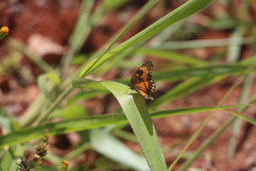 butterfly on the grass