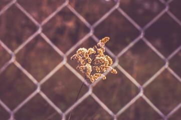 Garden plant behind mesh fence
