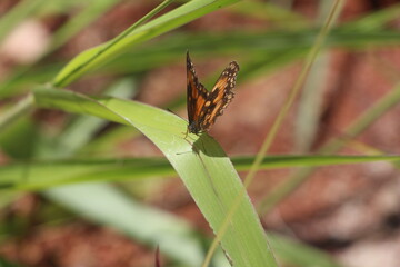 butterfly looking at you