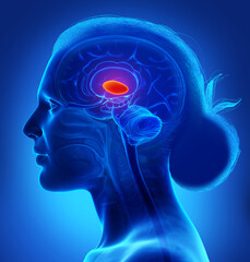 Obraz premium 3d rendered medically accurate illustration of a female brain anatomy- the thalamus