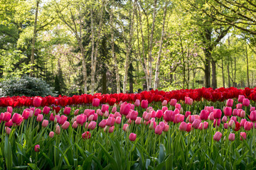 Tulip field. Beautiful red tulips near the forest.nBeautiful landscape. Field of red tulips and green trees on a sunny day.