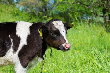 Portrait of young black and white holstein calf bull in green meadow