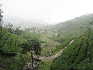 Tea plantation, Kerala, India
