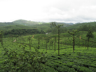 Fototapeta na wymiar Tea plantation, Kerala, India