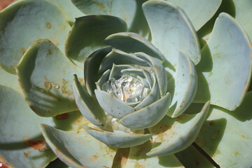 water inside the plant