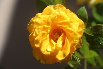 single yellow rose