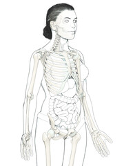 3d rendered, medically accurate illustration of a female skeleton system
