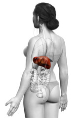 3d rendered, medically accurate illustration of female Liver Anatomy
