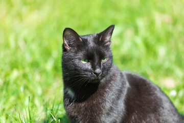 Naklejka na ściany i meble An adult black cat sits resting in the park zone