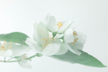Naklejka na ściany i meble A sprig of flowering jasmine on a white background.