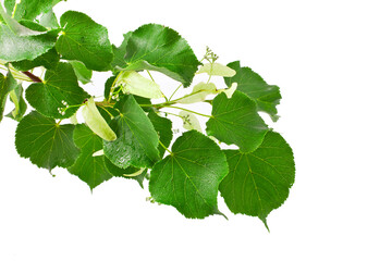 Linden tree branch with buds isolated on a white background.