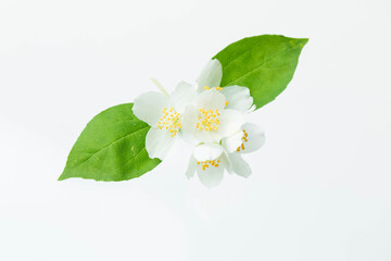 Blossoming jasmine on a white isolated background.