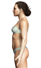 3d rendered illustration of the female body