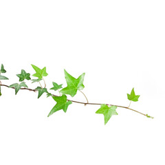 Green ivy plant (Hedera helix) isolated on a white background.