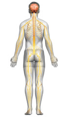3d rendered medically accurate illustration of a male nervous system