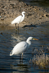 Great Egret and intermediate egret at Buhair lake, Bahrain