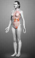 3d rendered, medically accurate illustration of female   kidneys