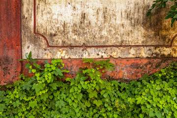 Green plant try to growing on the old wall, fresh, abstract background.