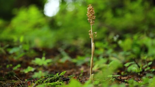Neottia nidus-avis, the bird's-nest orchid, is a non-photosynthetic orchid. video non-photosynthetic orchid Neottia nidus-avis. 