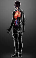 Fototapeta na wymiar 3d rendered, medically accurate illustration of a male lung anatomy