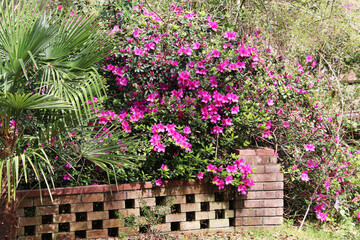 bougainvillea brick garden wall purple blooms palms