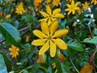 Gardenia carinata Wallich. The flowers are dark yellow, very popular because they are beautiful ornamental plants. The flowers are fragrant.