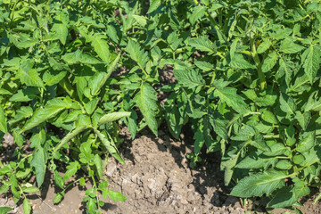 Flowering Tomatoes in a garden. Close up. Farm plants, growing. Green background from leaves of vegetable.
