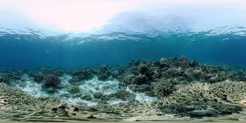 Coral reef and tropical fishes. The underwater world of the Philippines. © Alex Traveler