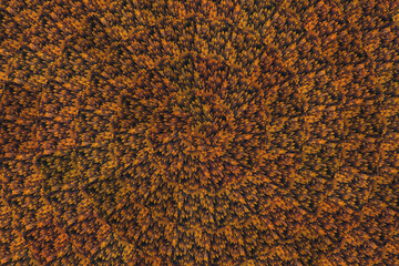 abstract nature background fall trees top view