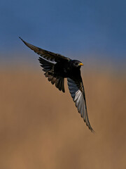 Common starling (Sturnus vulgaris) in its natural habitat in Denmark