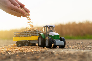 A grain of wheat is poured into the cart of a toy tractor at sunset. 