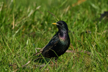 Common starling (Sturnus vulgaris) in its natural habitat in Denmark