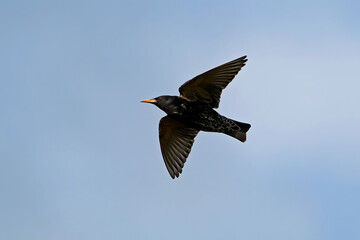 Common starling (Sturnus vulgaris) in its natural habitat in Denmark