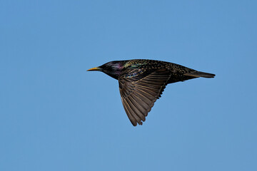 Common starling (Sturnus vulgaris) in its natural habitat in Denmark