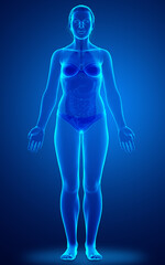 3d rendered illustration of the female body