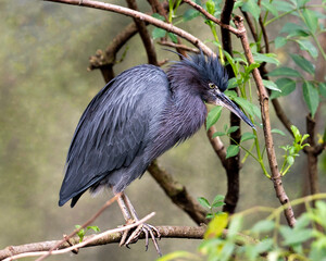 Little Blue Heron bird Stock Photos.   Little Blue Heron bird close-up profile view perched blur...