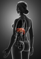 3d rendered, medically accurate illustration of female Liver Anatomy