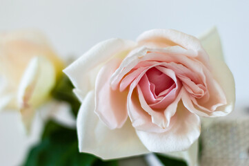 White and pink rose indoor
