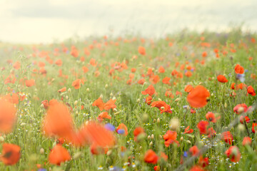 Fototapeta na wymiar flower meadow with poppies and grass, sunbeams