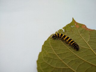 close up of a caterpillar